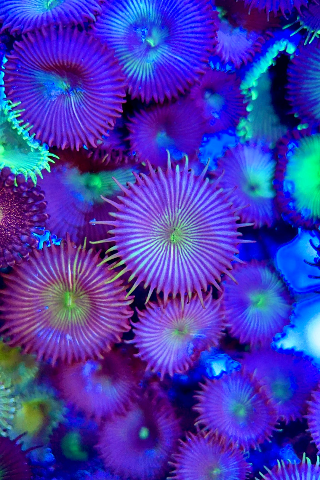 Aquacultured Zoanthids/Playthoa AZP050603 WYSIWYG