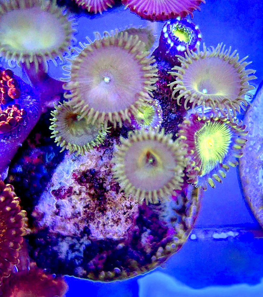 Aquacultured Zoanthids/Playthoa AZP050604 WYSIWYG