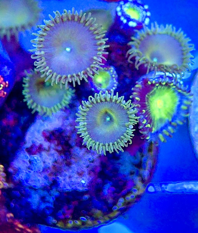 Aquacultured Zoanthids/Playthoa AZP050604 WYSIWYG
