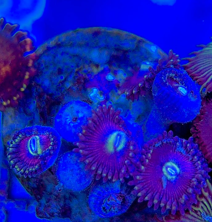 Aquacultured Zoanthids/Playthoa AZP050605 WYSIWYG