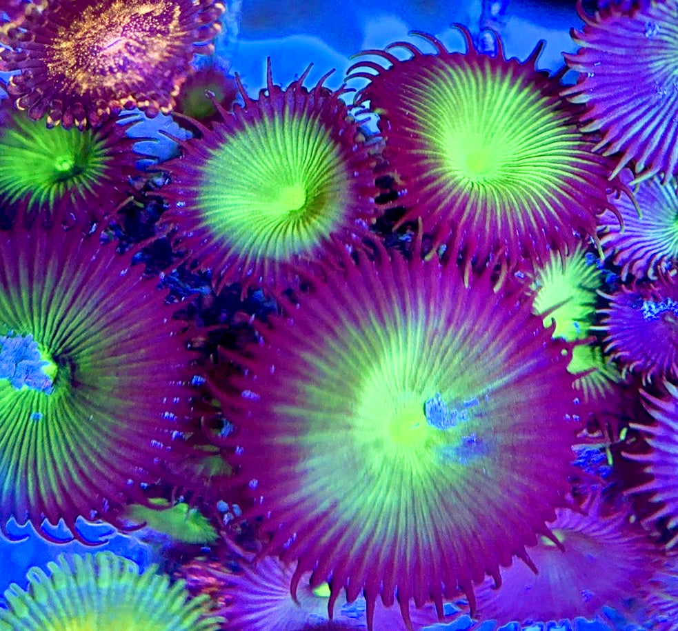 Aquacultured Zoanthids/Playthoa AZP050606 WYSIWYG