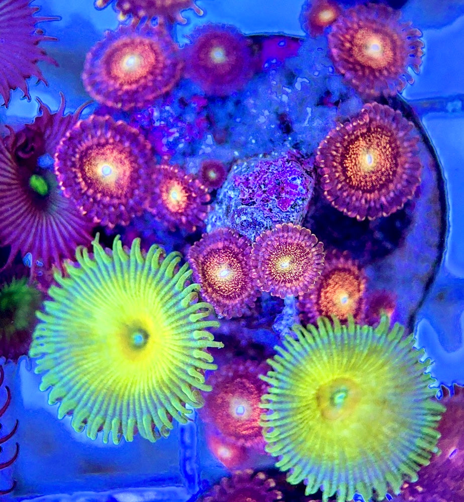 Aquacultured Zoanthids/Playthoa AZP050607 WYSIWYG