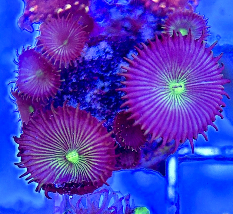 Aquacultured Zoanthids/Playthoa AZP050608 WYSIWYG