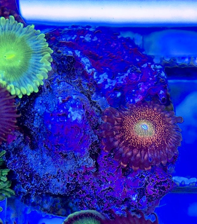 Aquacultured Zoanthids/Playthoa AZP050601 WYSIWYG