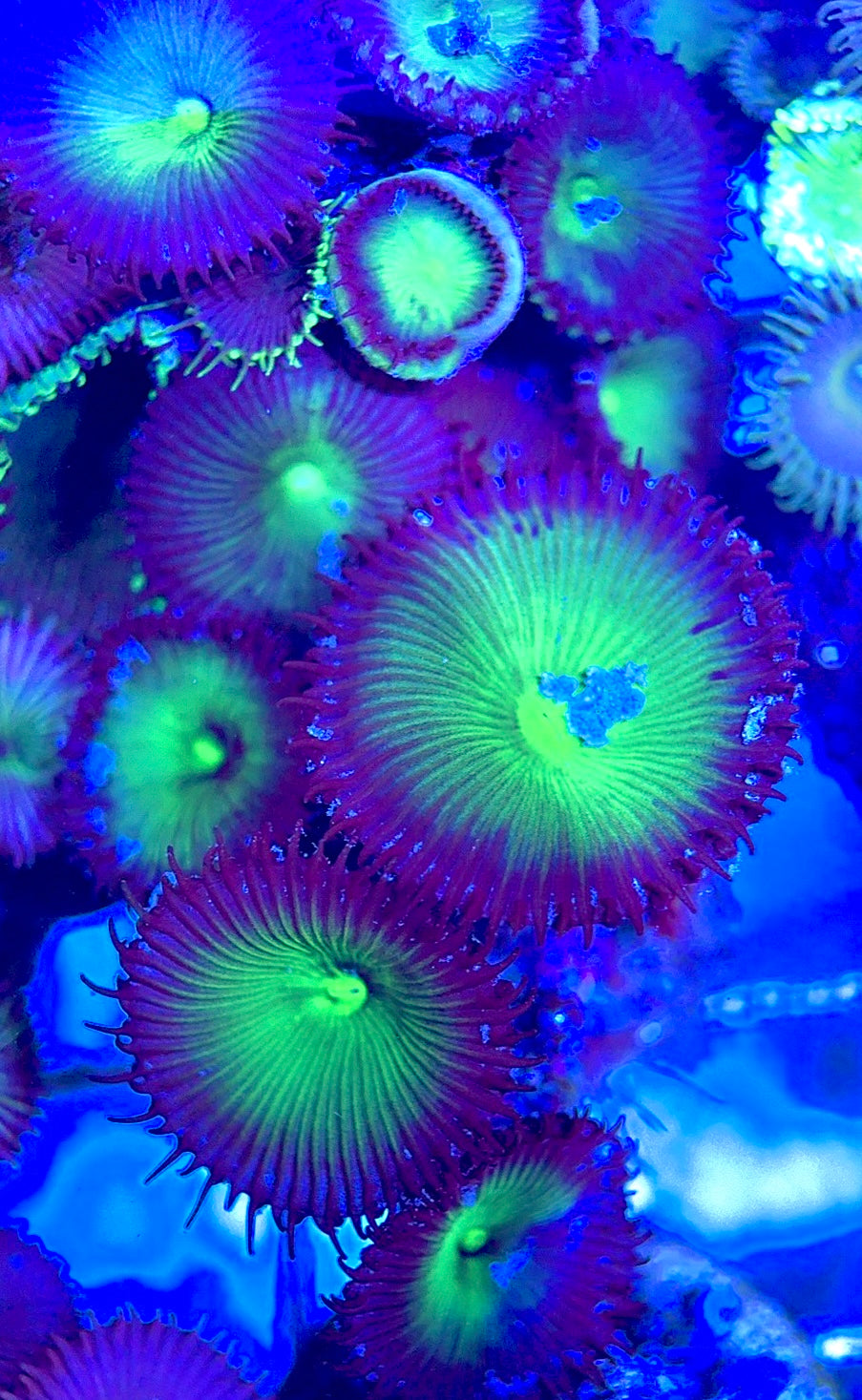 Aquacultured Zoanthids/Playthoa AZP050602 WYSIWYG