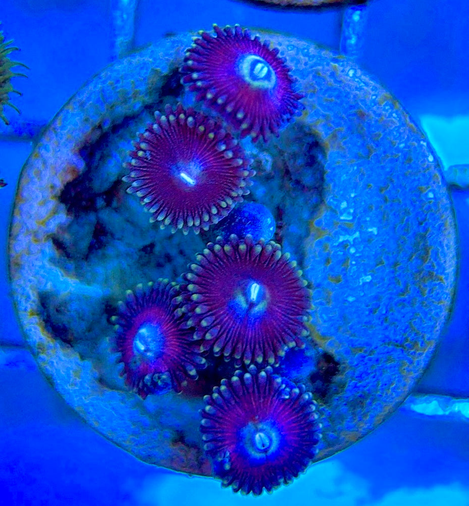 Aquacultured Zoanthids/Playthoa AZP050603 WYSIWYG