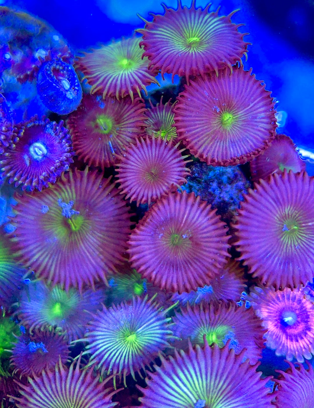 Aquacultured Zoanthids/Playthoa AZP050604 WYSIWYG