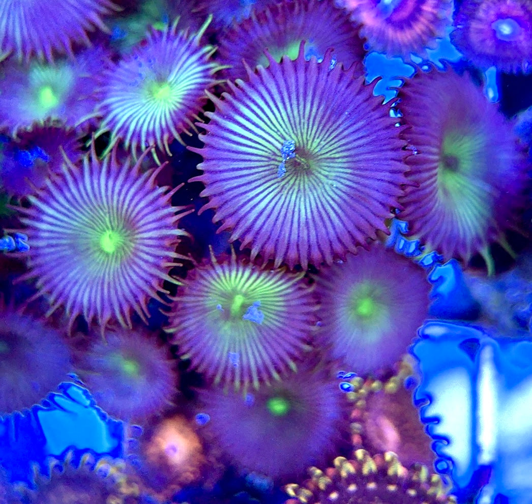 Aquacultured Zoanthids/Playthoa AZP050605 WYSIWYG