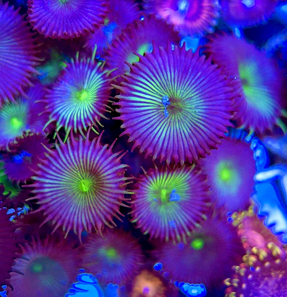 Aquacultured Zoanthids/Playthoa AZP050605 WYSIWYG