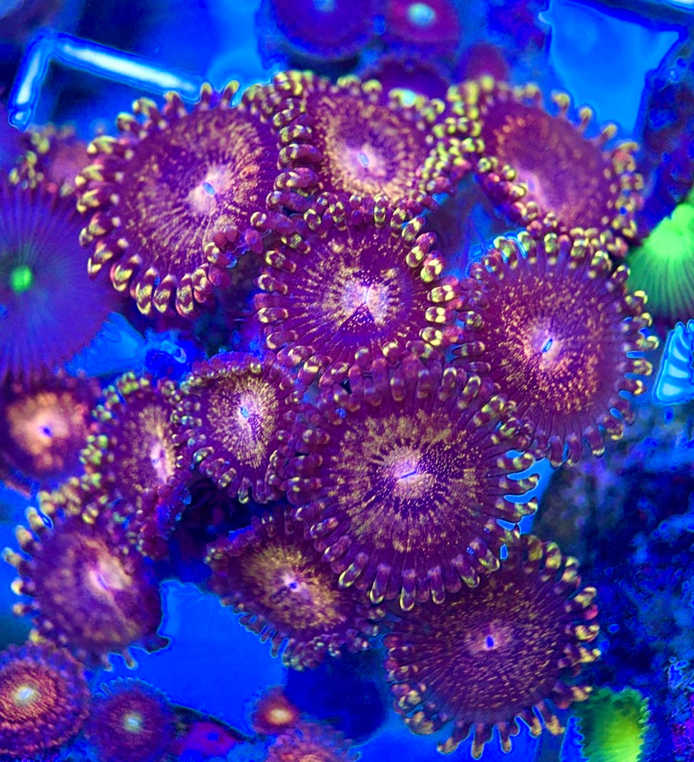 Aquacultured Zoanthids/Playthoa AZP050606 WYSIWYG