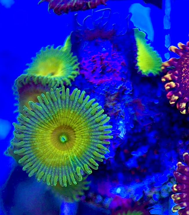 Aquacultured Zoanthids/Playthoa AZP050607 WYSIWYG