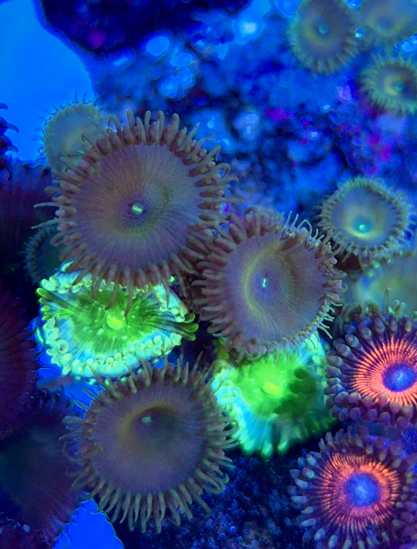 Aquacultured Zoanthids/Playthoa AZP050602 WYSIWYG