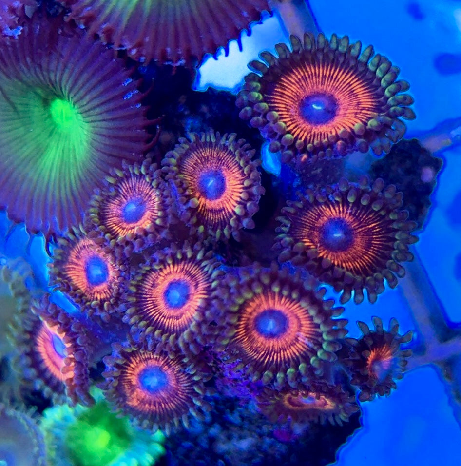 Aquacultured Zoanthids/Playthoa AZP050603 WYSIWYG