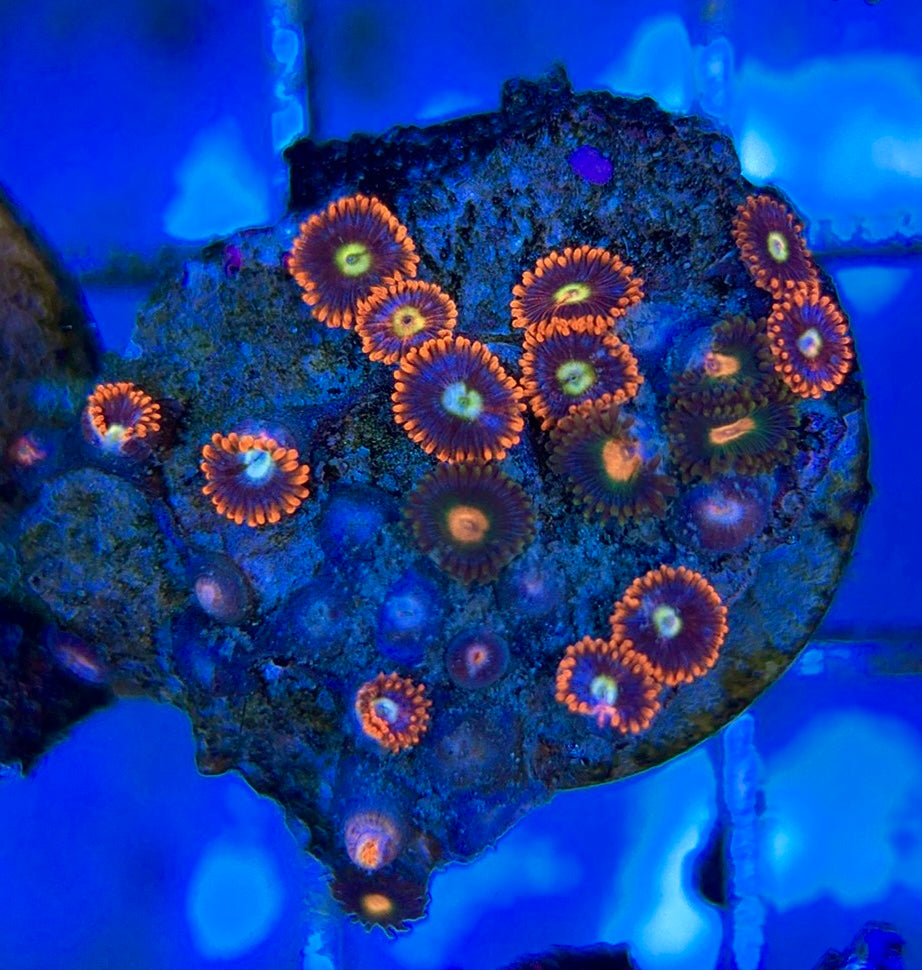Aquacultured Zoanthids/Playthoa AZP050604 WYSIWYG