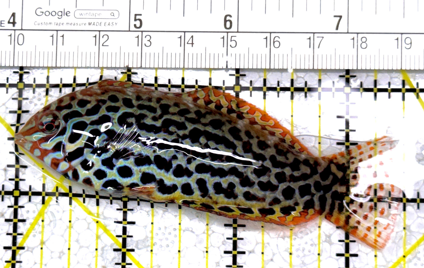 Meleagris Leopard Wrasse MLW122901 WYSIWYG Size: XL 3.5" approx