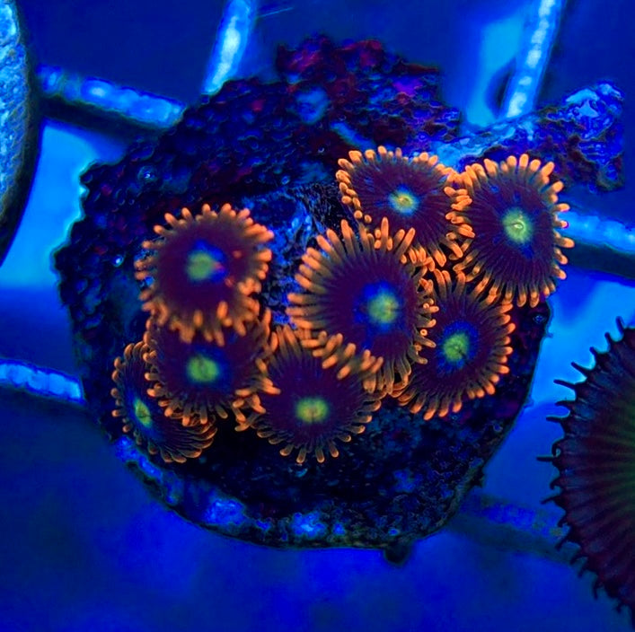 Aquacultured Zoanthids/Playthoa AZP050605 WYSIWYG