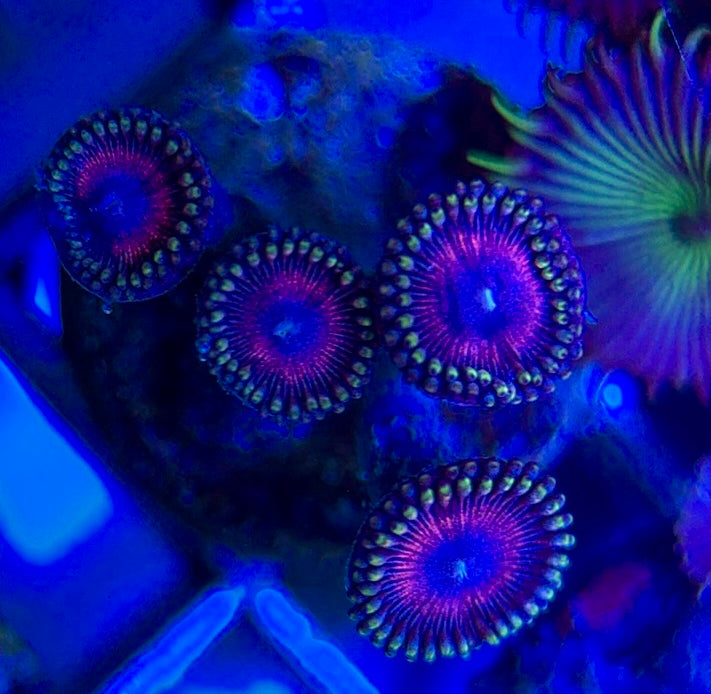 Aquacultured Zoanthids/Playthoa AZP050606 WYSIWYG