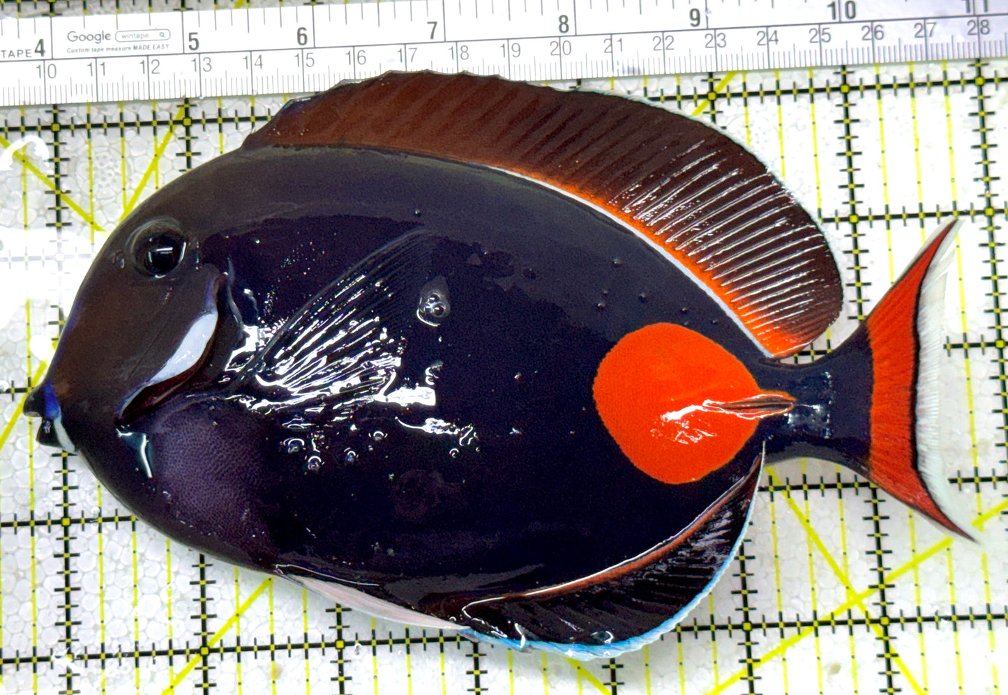 Achilles Tang AT122801 WYSIWYG Size: XXL/Show 7.75" approx