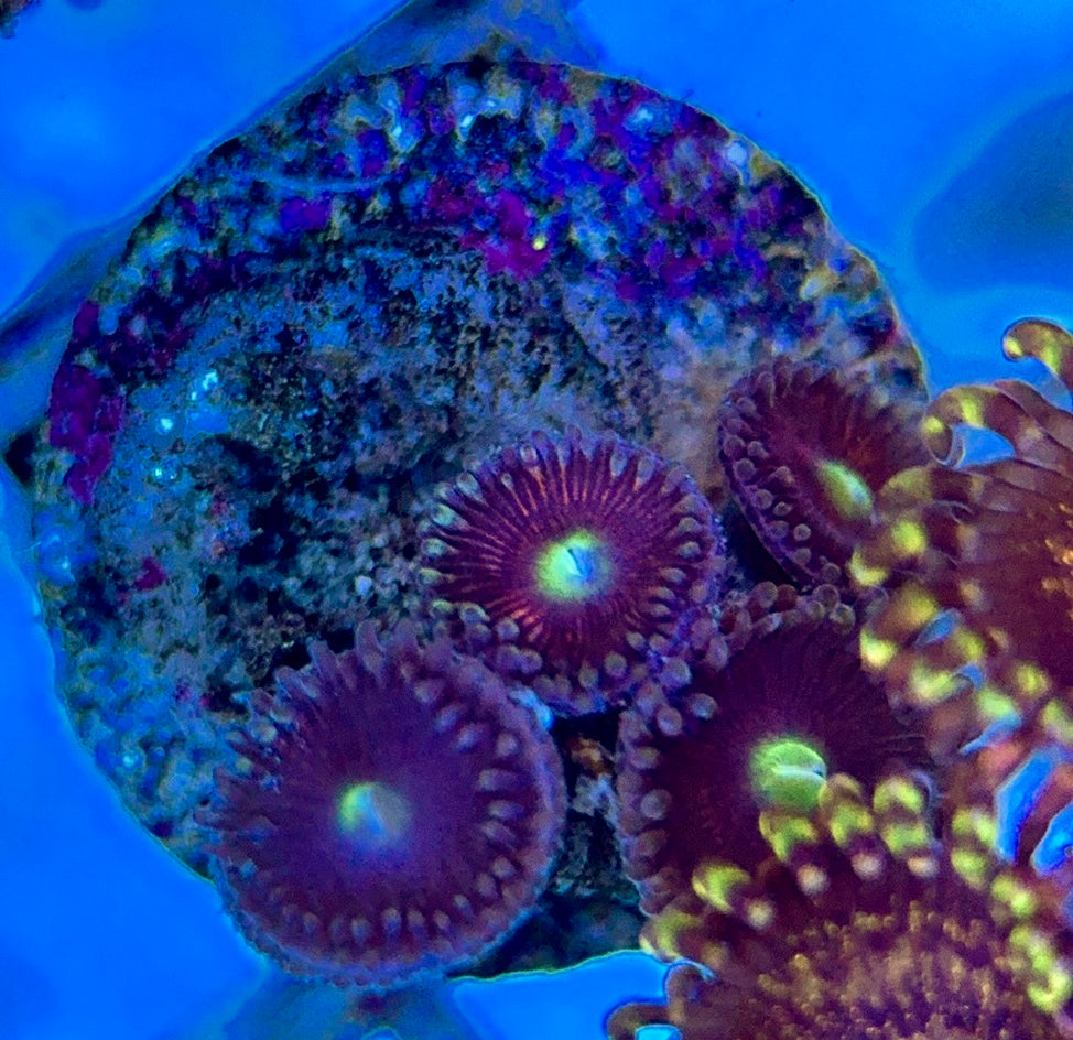 Aquacultured Zoanthids/Playthoa AZP050607 WYSIWYG