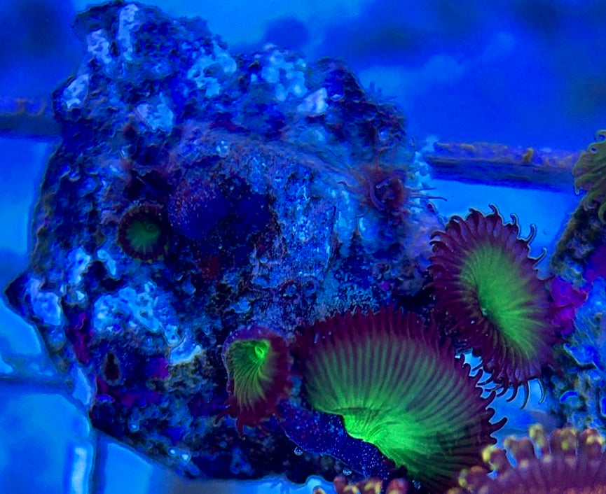 Aquacultured Zoanthids/Playthoa AZP050608 WYSIWYG