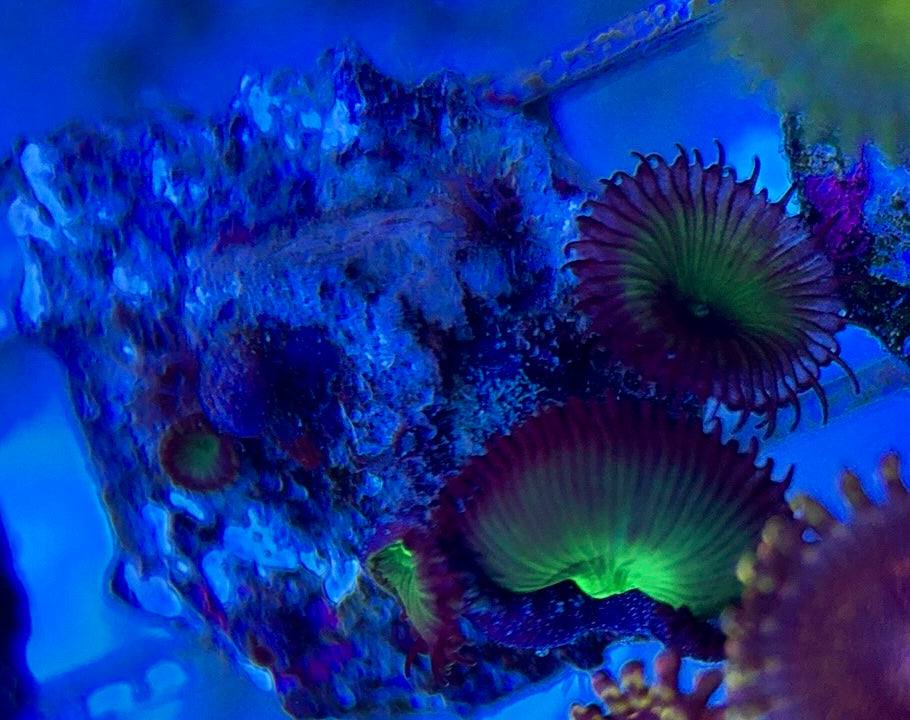 Aquacultured Zoanthids/Playthoa AZP050608 WYSIWYG