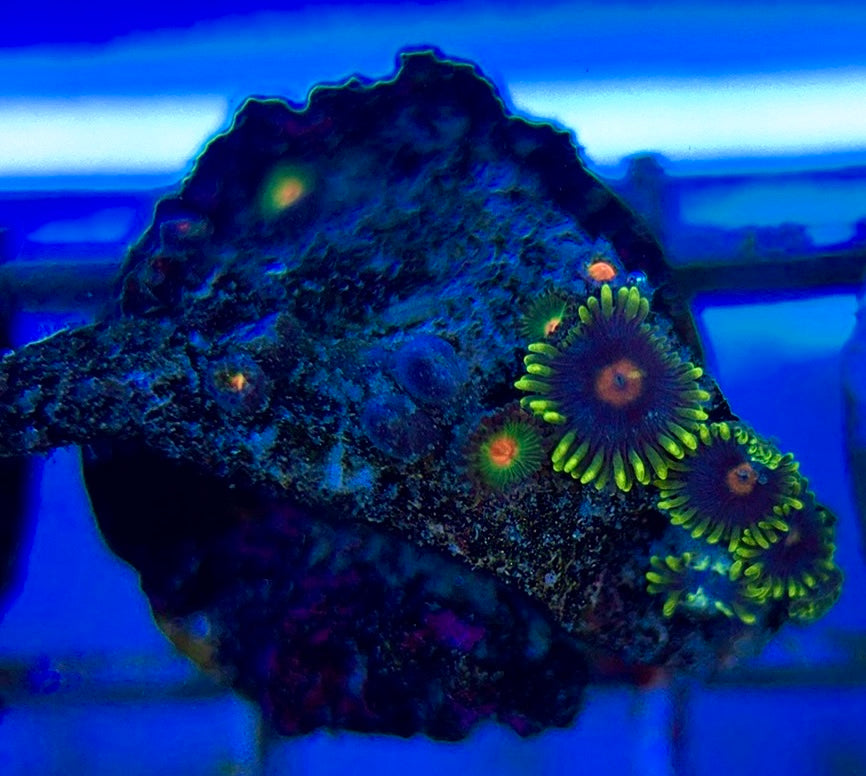 Aquacultured Zoanthids/Playthoa AZP050601 WYSIWYG