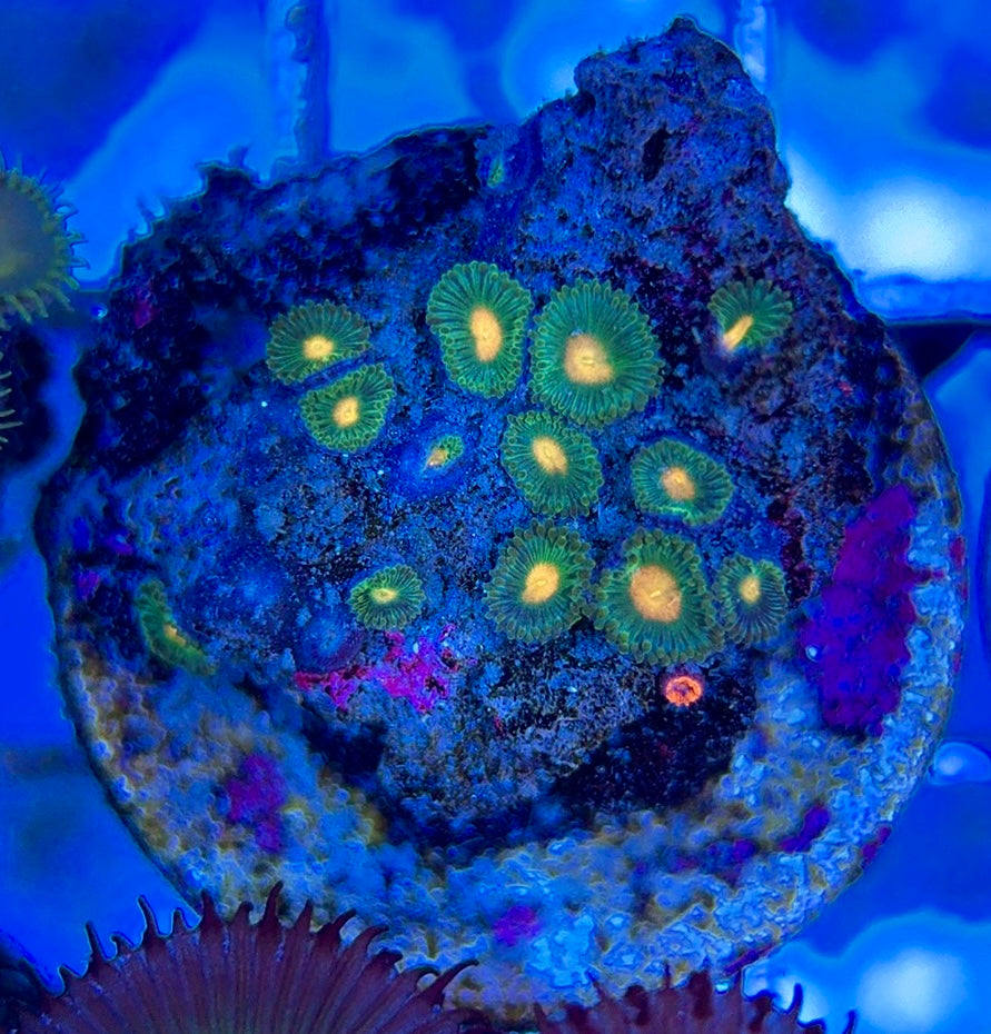 Aquacultured Zoanthids/Playthoa AZP050602 WYSIWYG