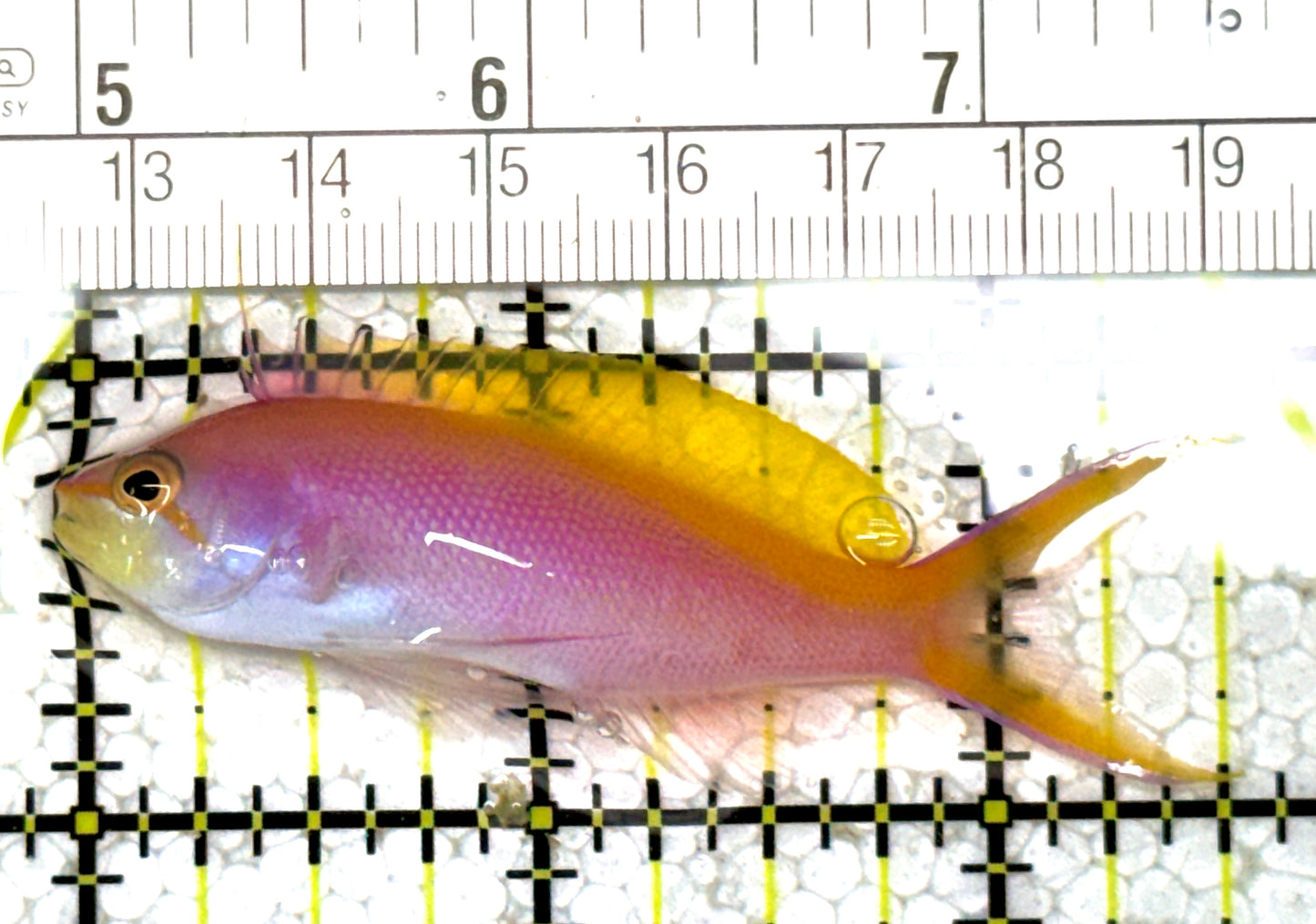 Bartlett's Anthias BA122802 WYSIWYG Size: L 2.5" approx