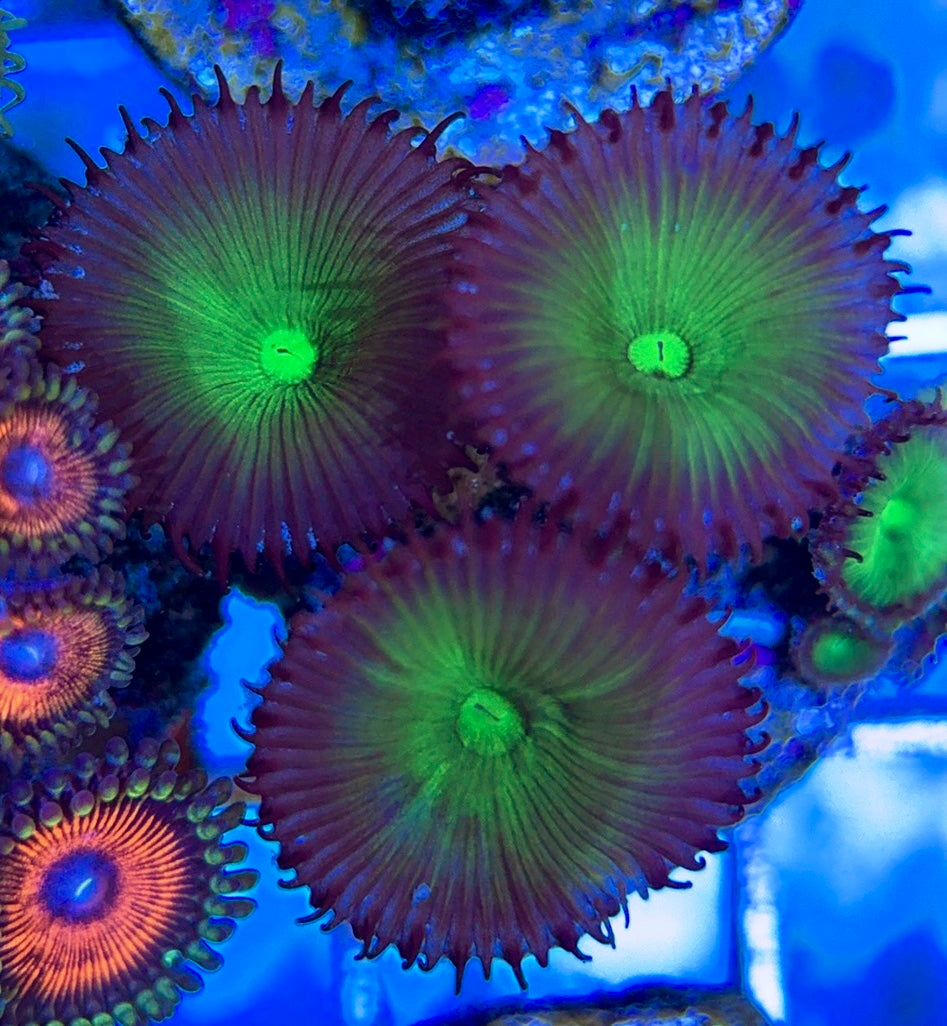 Aquacultured Zoanthids/Playthoa AZP050603 WYSIWYG