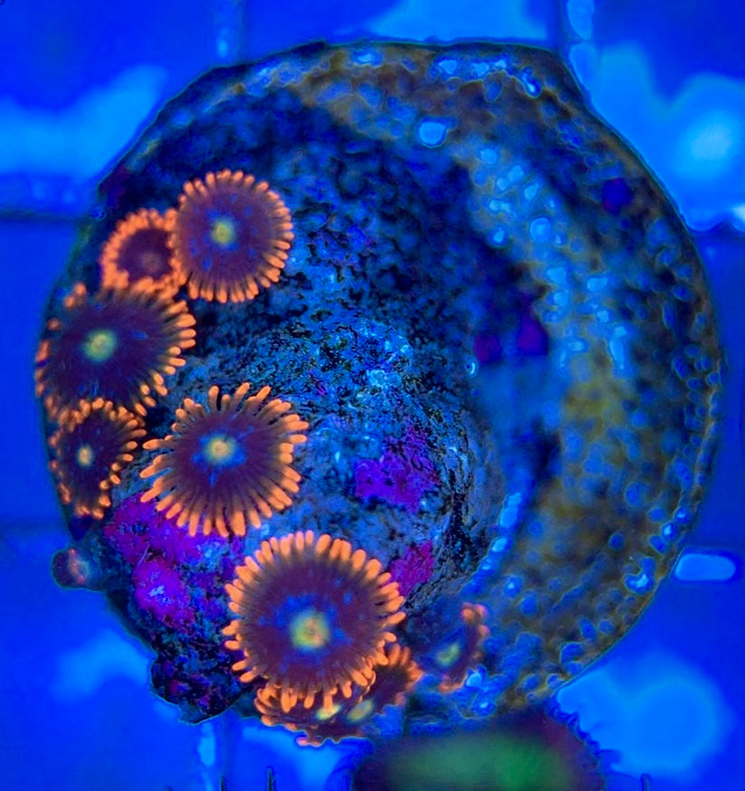 Aquacultured Zoanthids/Playthoa AZP050604 WYSIWYG