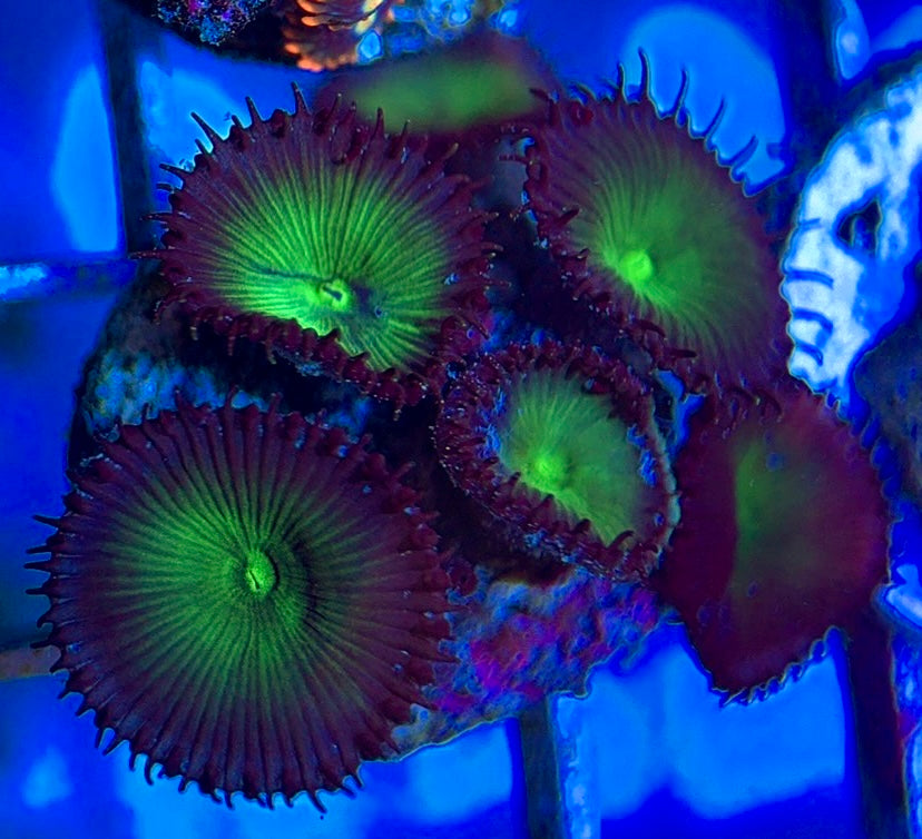 Aquacultured Zoanthids/Playthoa AZP050605 WYSIWYG