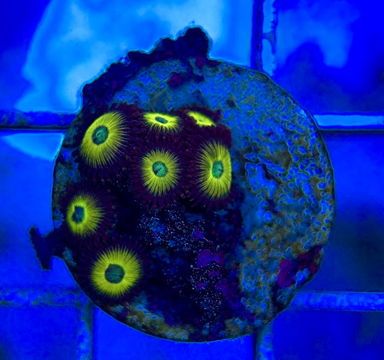 Aquacultured Zoanthids/Playthoa AZP050606 WYSIWYG