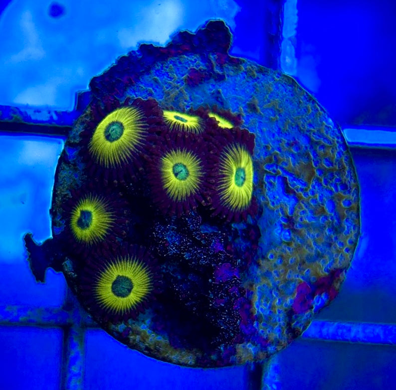 Aquacultured Zoanthids/Playthoa AZP050606 WYSIWYG