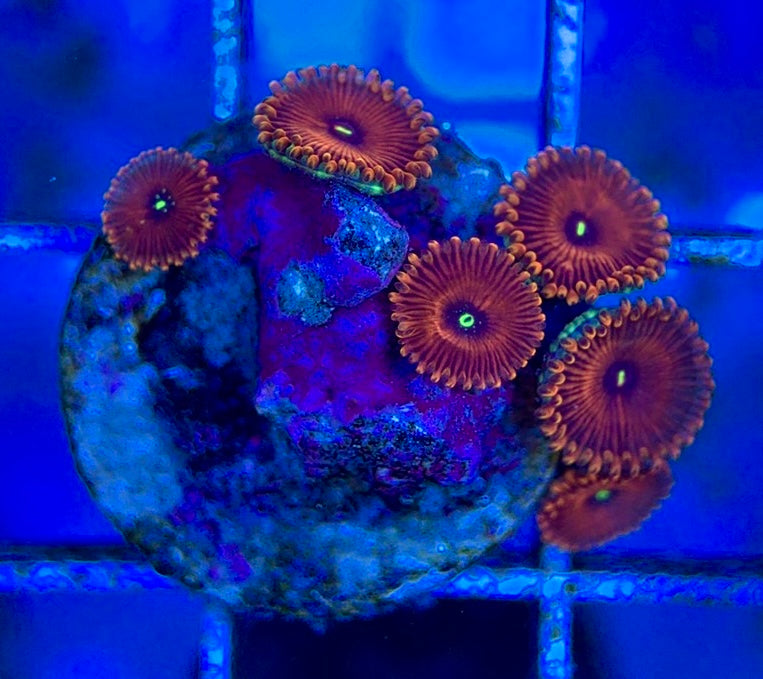 Aquacultured Zoanthids/Playthoa AZP050607 WYSIWYG