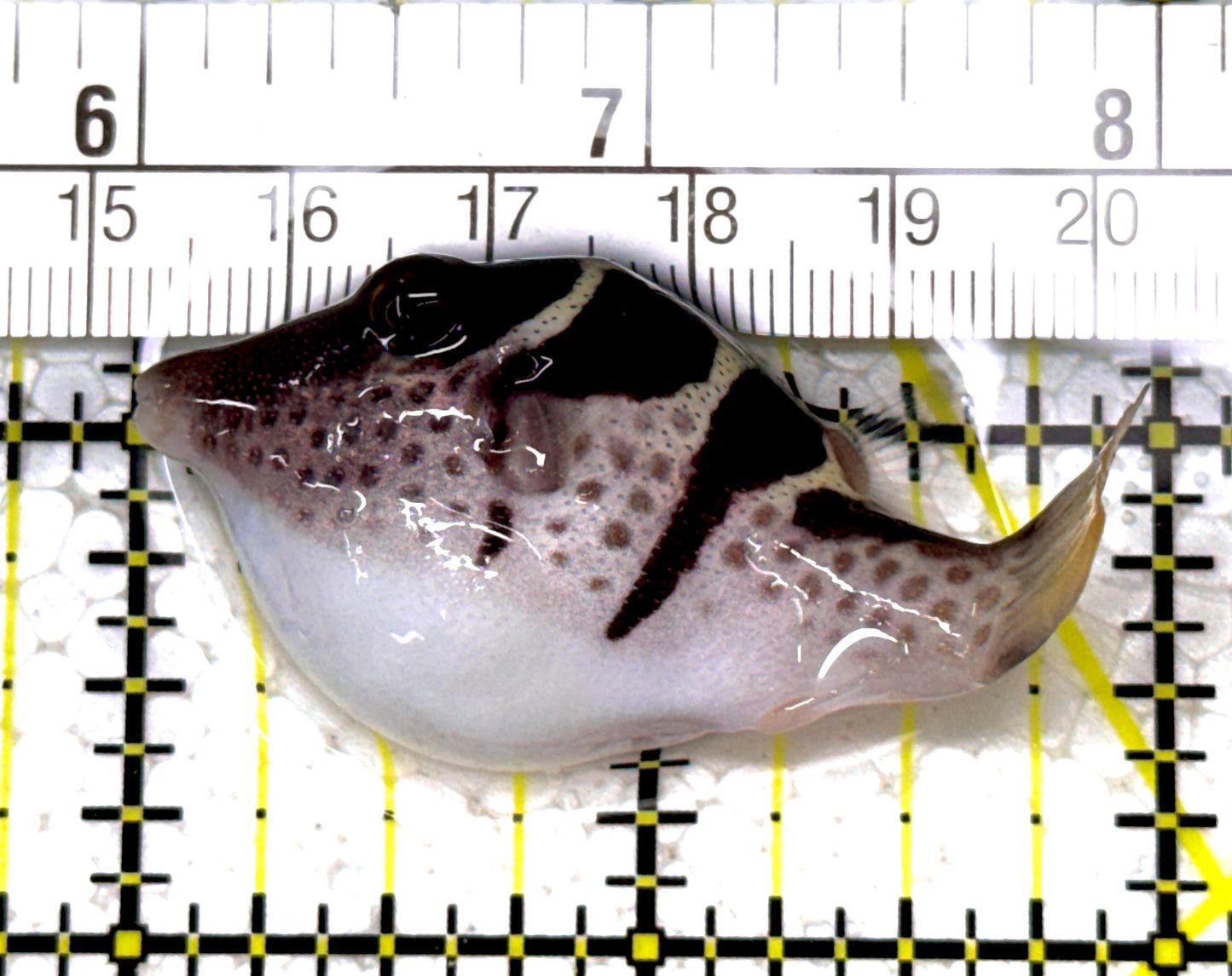 Valentini Toby Pufferfish VTP122903 WYSIWYG Size: M 2" approx