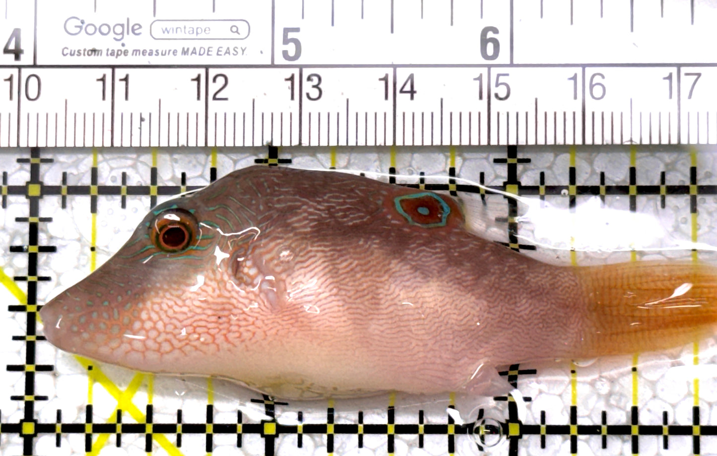 Sharpnose Toby Pufferfish STP122901 WYSIWYG Size: M 3" approx