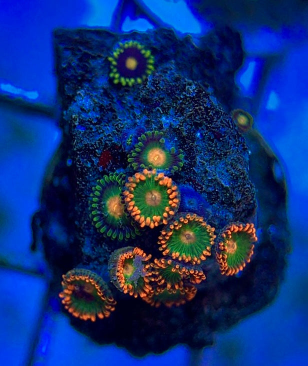 Aquacultured Zoanthids/Playthoa AZP050609 WYSIWYG