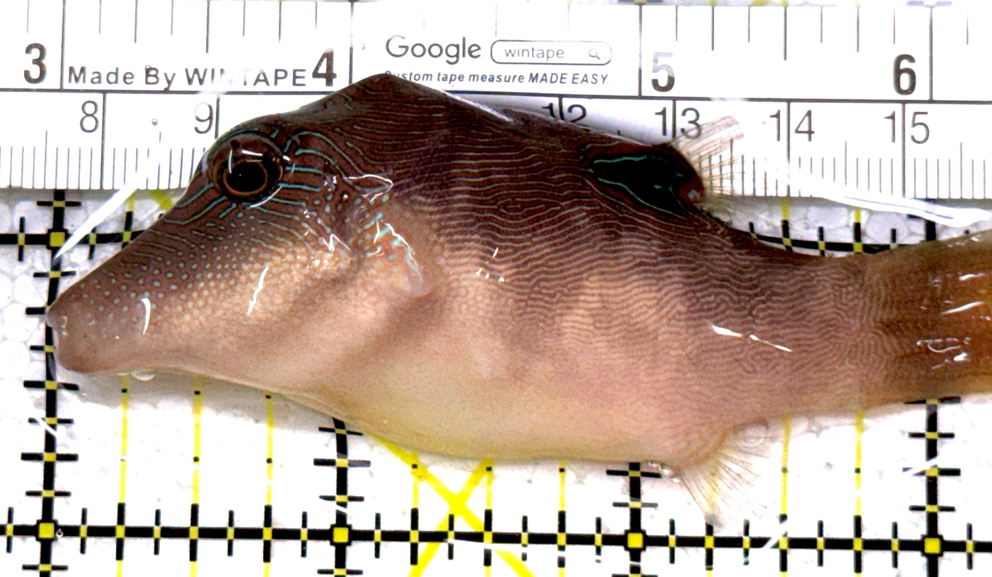 Sharpnose Toby Pufferfish STP122902 WYSIWYG Size: M 3.5" approx