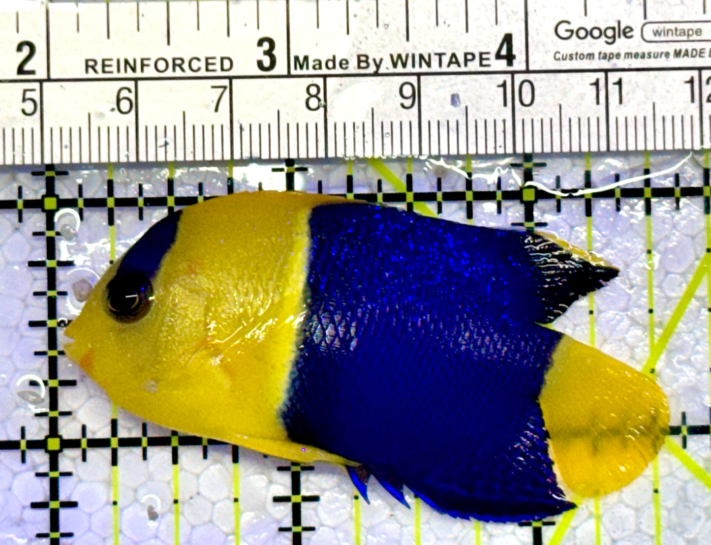 Bicolor Angelfish BA123101 WYSIYWG Size: M 2.5"