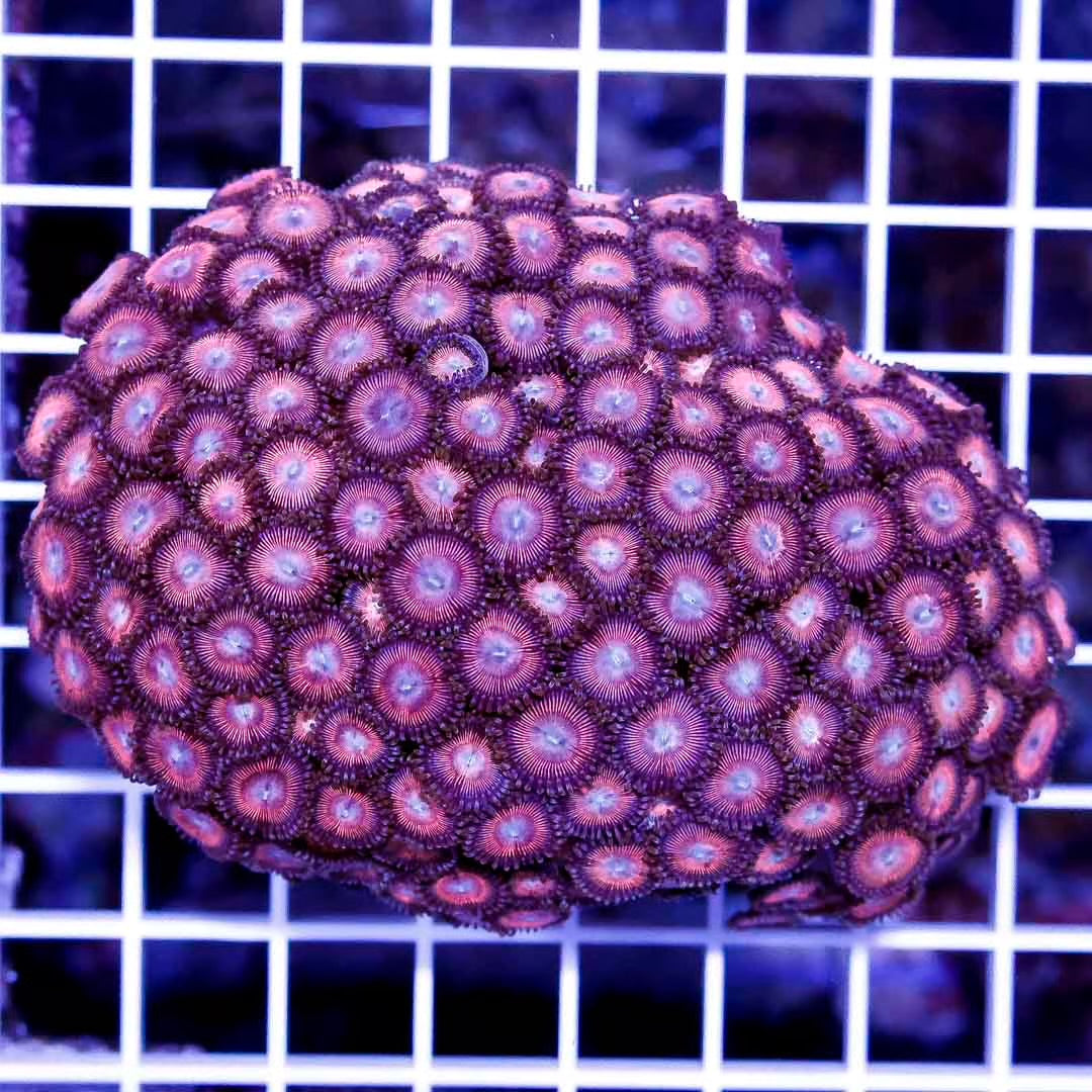 Aussie Ultra Pink Palythoa Colony AUPP111301 WYSIWYG