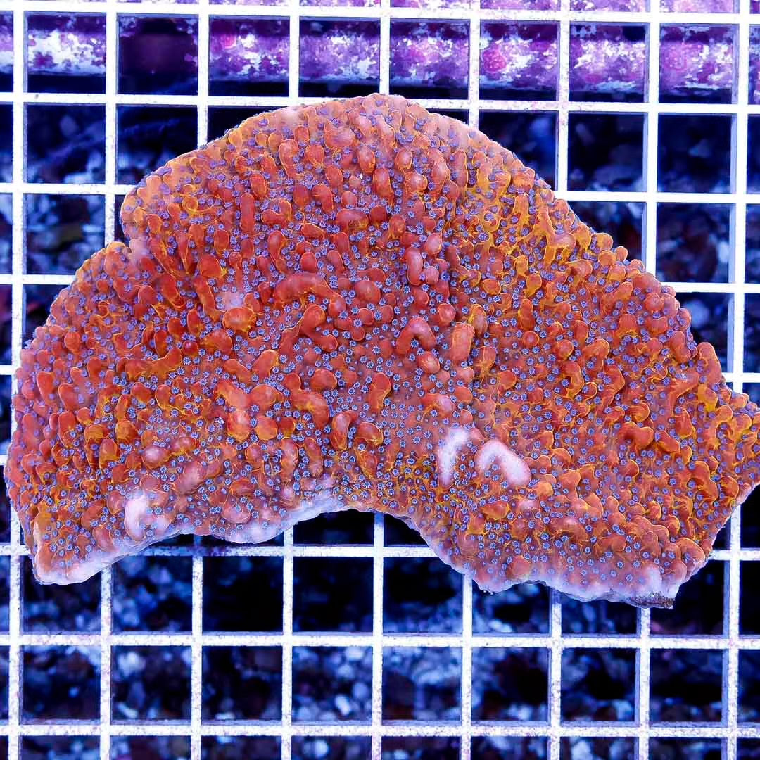 Orange Aussie Blue Polyp Monti Colony OABPMC111301 WYSIWYG