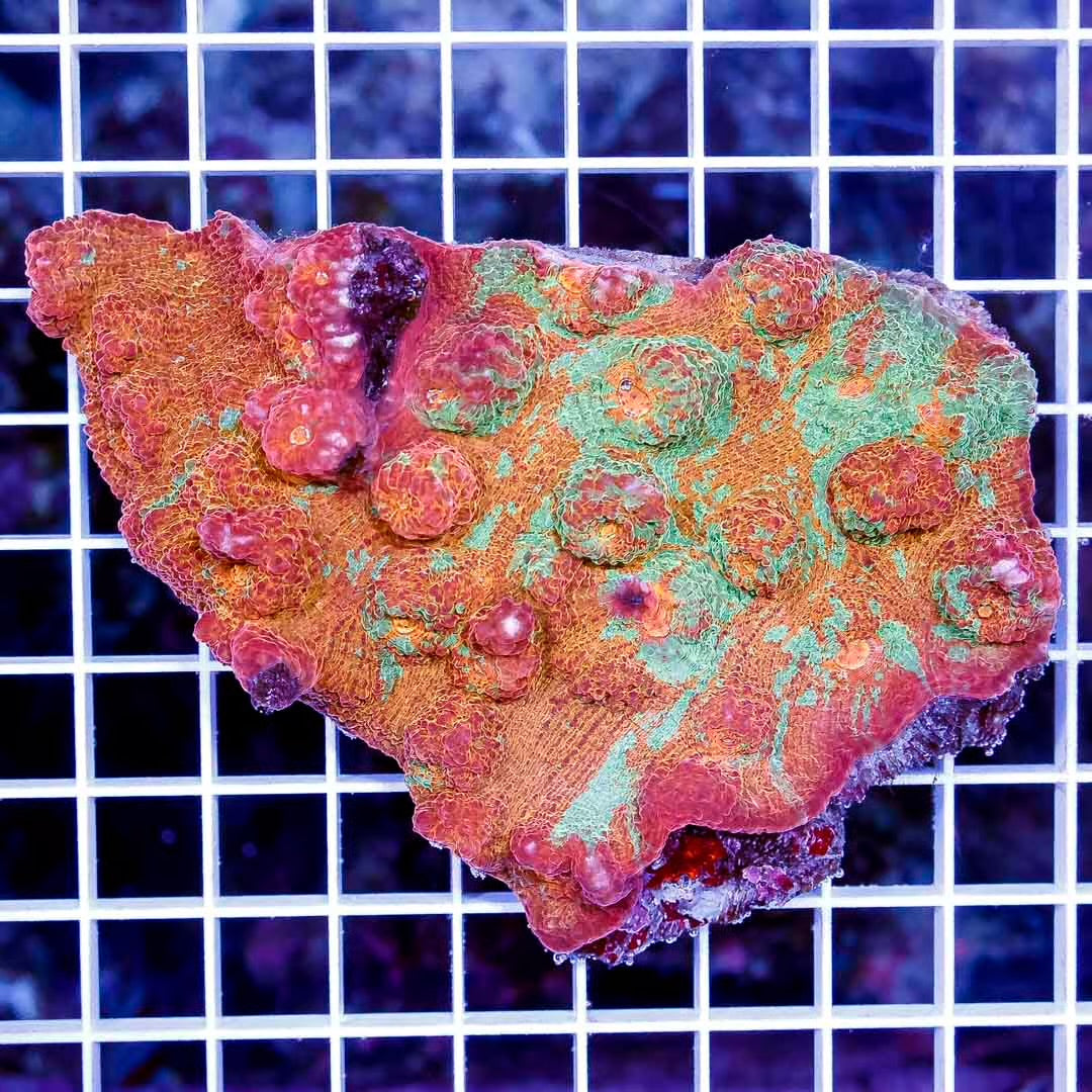 Ultra Aussie Orange Green Chalice Mother Colony UAOGC111302 WYSIWYG