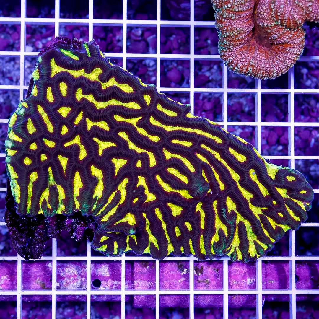 Aussie Yellow Platygyra Colony Size: M 0.75" to 1" Diameter Approx