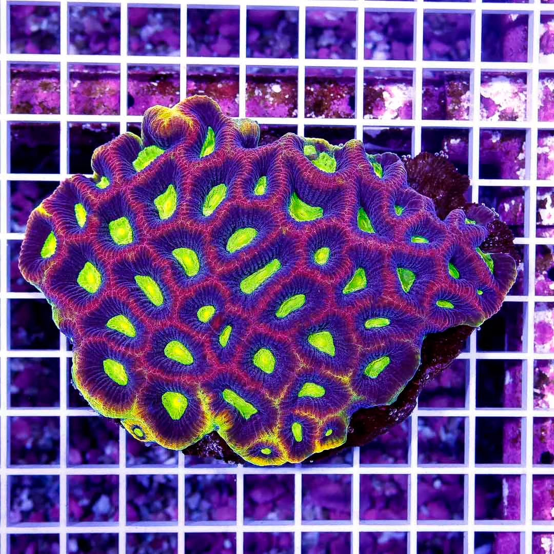 Aussie Dragonsoul Prism Favia Colony ADPFC111301 WYSIWYG
