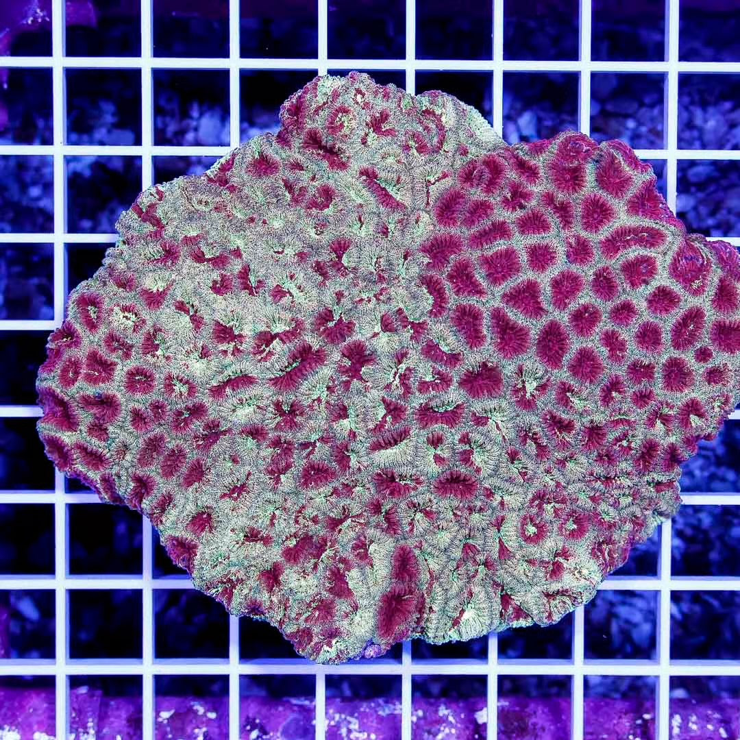 Aussie Gold Red Favia Mother Colony AGRMC111301 WYSIWYG