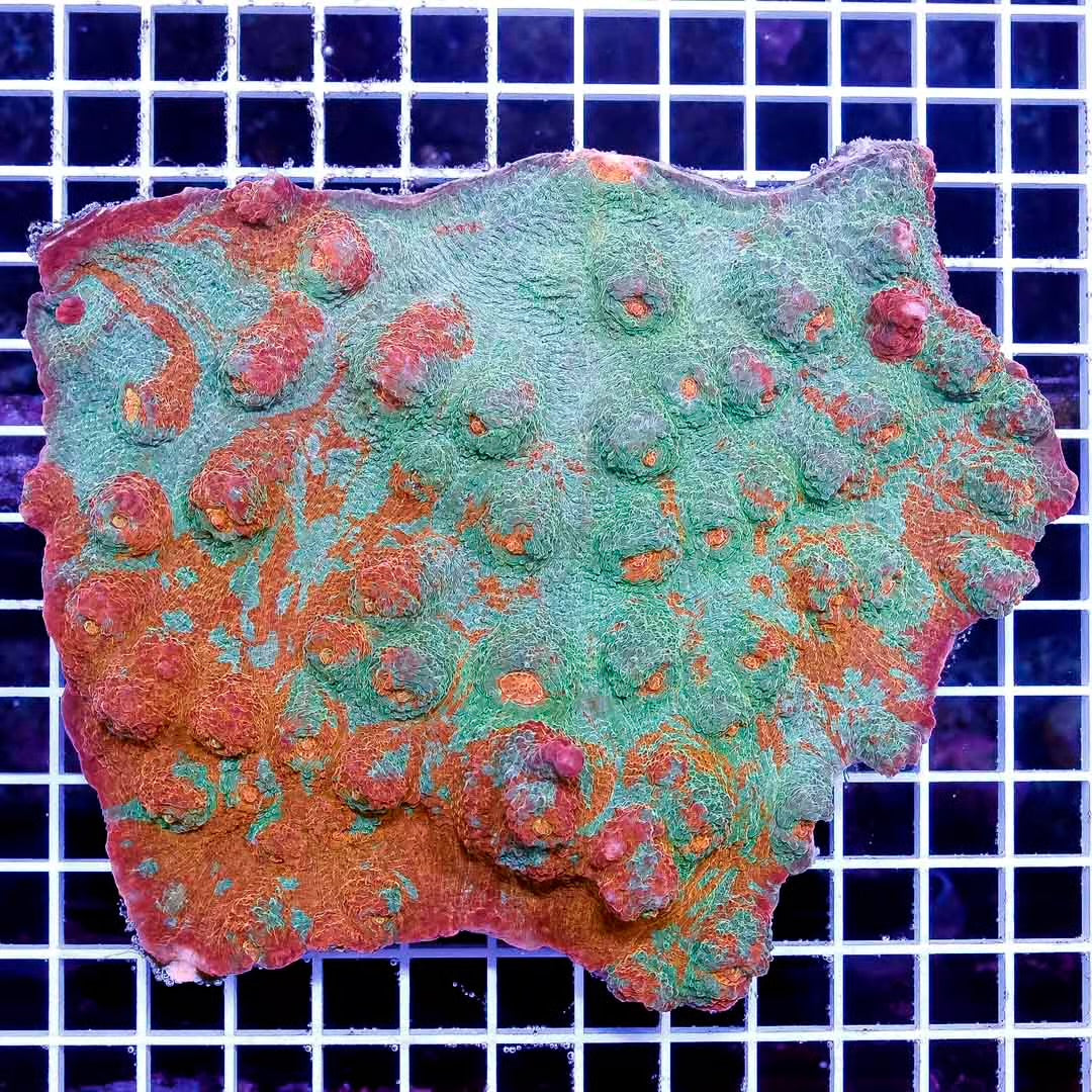 Ultra Aussie Orange Green Chalice Mother Colony UAOGC111305 WYSIWYG