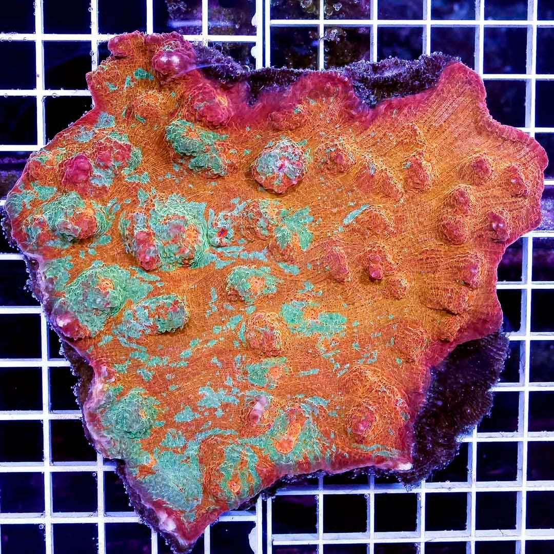 Ultra Aussie Orange Green Chalice Mother Colony UAOGC111306 WYSIWYG