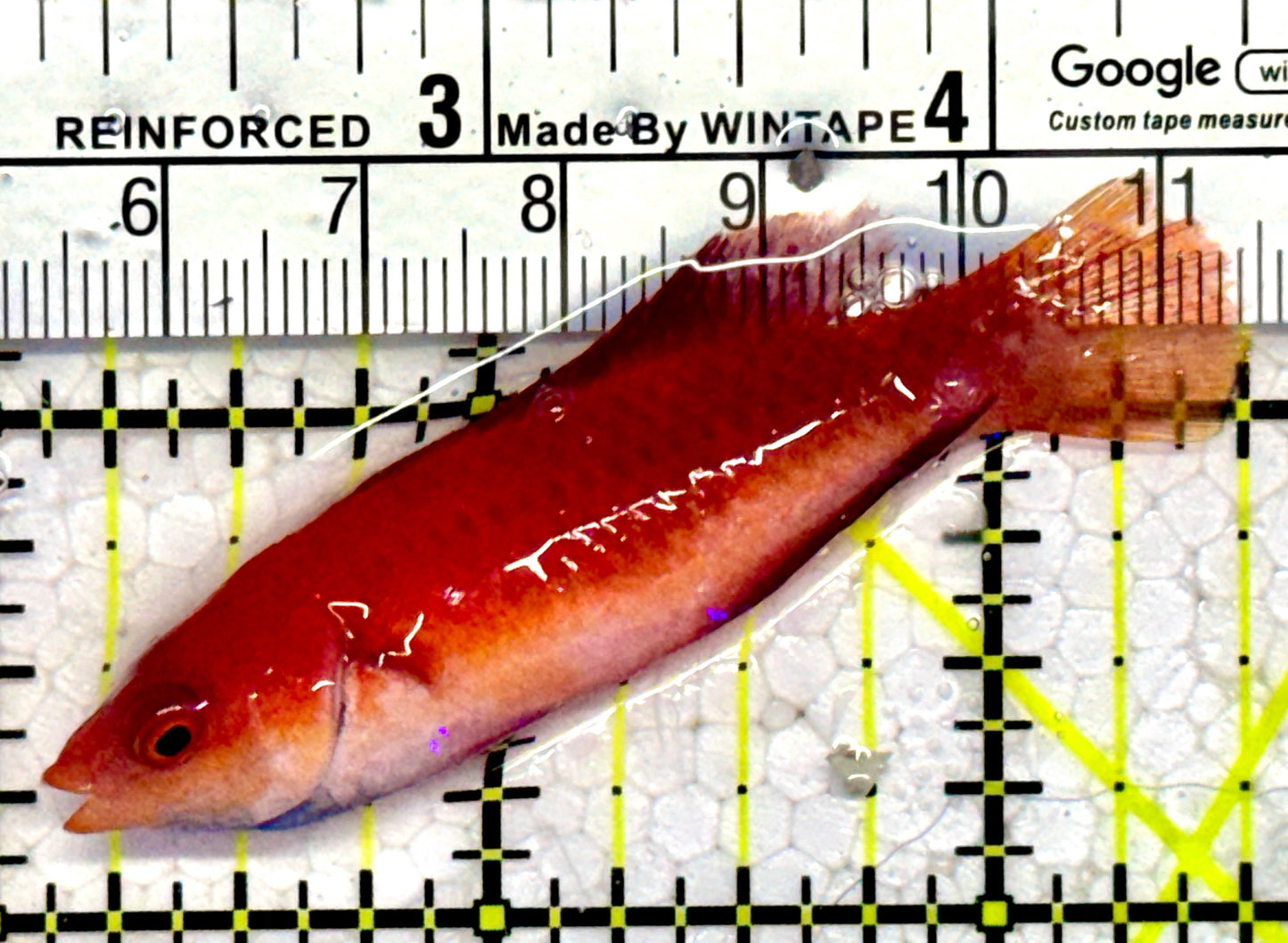 HighFin Fairy Wrasse HFW123101 WYSIWYG Size: SHOW 2.5"