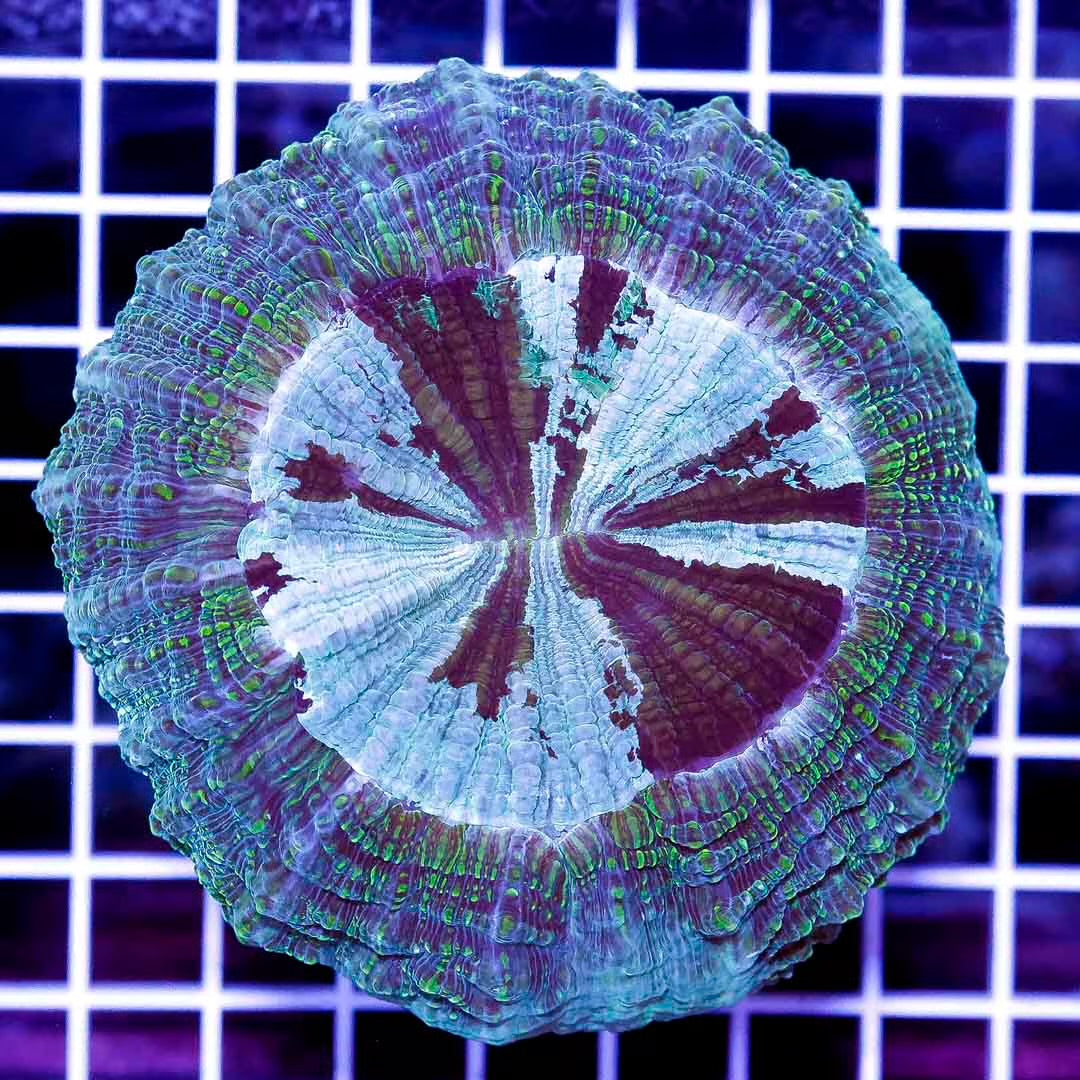 Aussie Neon Acanthophyllia ANA111304 WYSIWYG