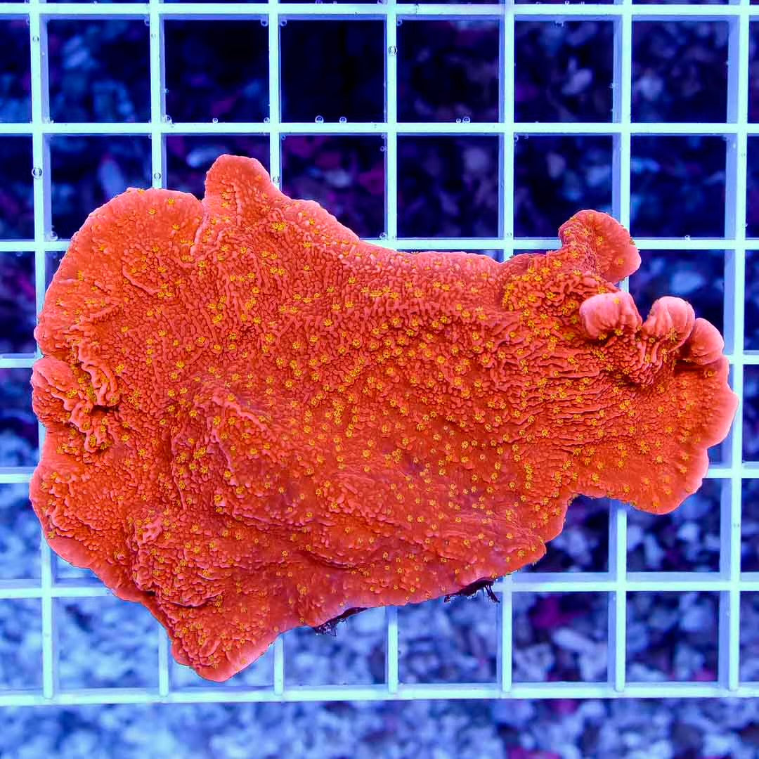 Red Aussie Orange Polyp Monti Colony RAOMC111301 WYSIWYG